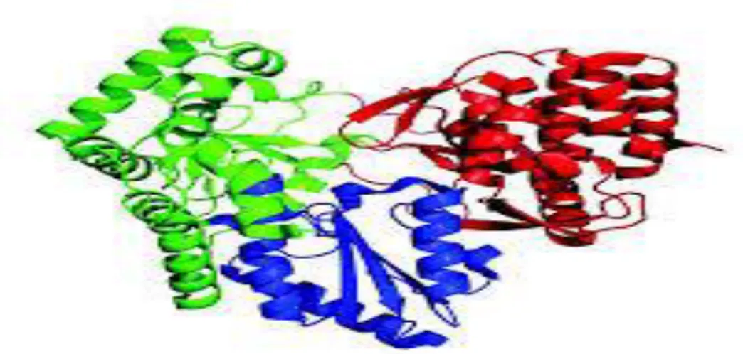Figure 07 : Structure de la protéine NS5B, formée de la paume (en bleu), du pouce  (en rouge) et des doigts (en vert)