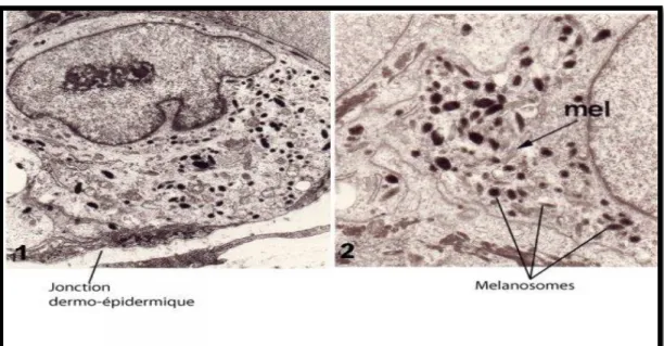 Figure 7. illustration des quatre stades (I, II, III et IV) de la biogenèse du  mélanosome (Hearing et al., 2005)