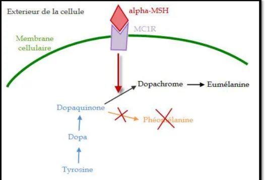 Figure 10. Schéma simplifie de la production d'eumélanine. 