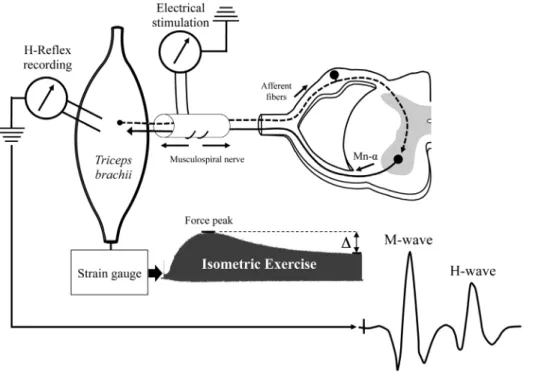 Figure 2. Schematic experimental procedure to evoke H-reflex and triceps brachii isometric exercise by musculospiral nerve stimulation.