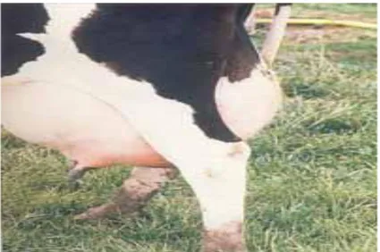 Figure n 0 4: Mammite clinique chez la vache laitière.  