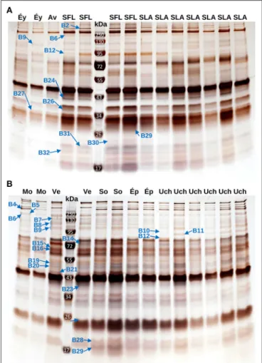 FIGURE 2 | Example of SDS-PAGE gels for venom analysis. Example of SDS-PAGE gels used to characterize the variation in the venom composition of L