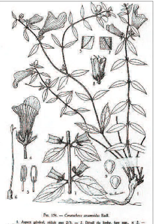 Figure 4. Ceratotheca sesamoides Endl., « faux sésame ». Busson F., 1965, Plantes alimentaires de l’Ouest africain, Marseille,  Impri-merie Leconte
