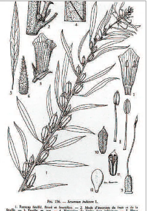 Figure 2. Sesamum indicum L., sésame cultivé. Busson F., 1965, Plantes alimentaires de l’Ouest africain, Marseille, Imprimerie Leconte.