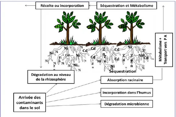 Fig .3 :Processus de la phytodégradation des contaminants au niveau du sol (Chedly, 2006)
