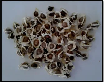 Fig. 14:  Doses du plomb appliquées durant la germination des graines de  Moringa  oleifera L