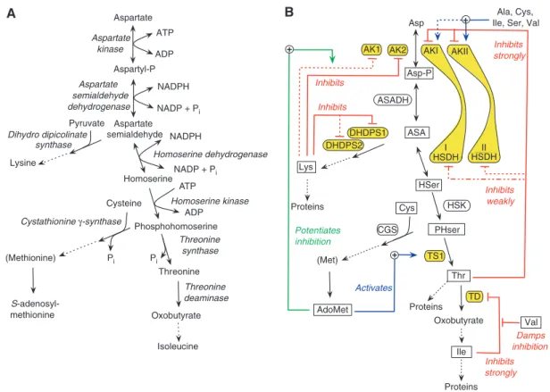 Figure 1 The central enzymes of the Asp-derived amino-acid pathway in chloroplasts and allosteric regulation