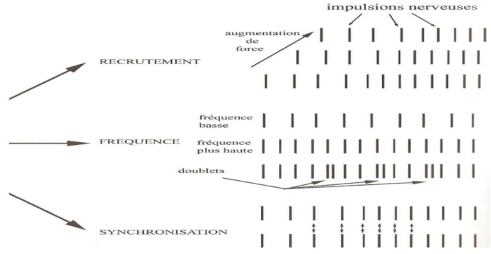 Figure n°01 : illustration des trois mécanismes nerveux, recrutement des UM, fréquence des  impulsions et synchronisation 