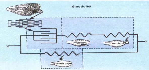 Figure n°06: Le schéma de Hill (modifié par Shorten et complété, 1987)  Notons que cette élasticité (du système tendon-muscle) est différente selon  les muscles sollicités