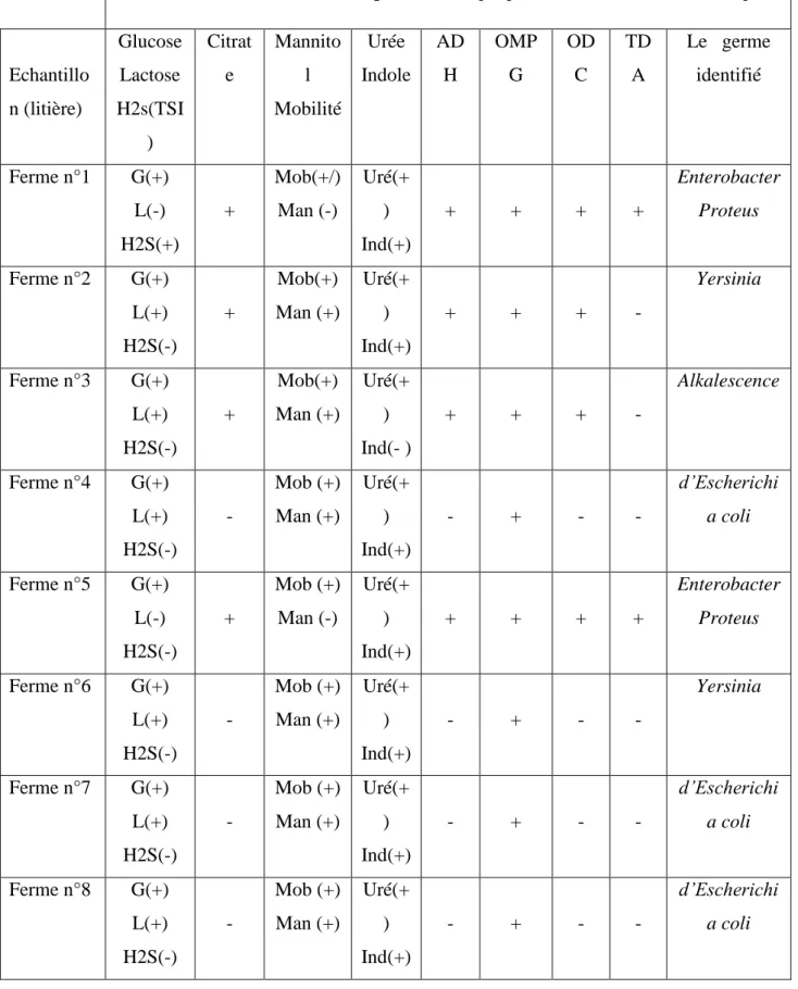 Tableau n°06 : Identification biochimique des bactéries isolées  par la galerie API classique :         