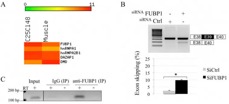 Figure 5. FUBP1 positively regulates the inclusion of endogenous DMD exon 39 and binds to the O region in vivo