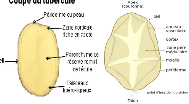 Figure n°02 : Structure interne du tubercule de pomme de terre mature en coupe longitudinale :  périderme, anneau vasculaire, cortex, zone périmédullaire, moelle