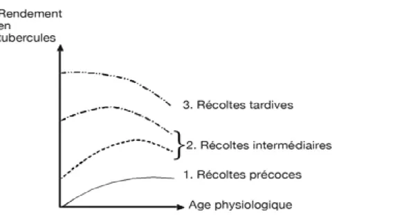 Figure n°04 : Suggestion de relation entre le rendement en tubercules et l'âge physio logique de  la semence (O'brien et al ., 1983)