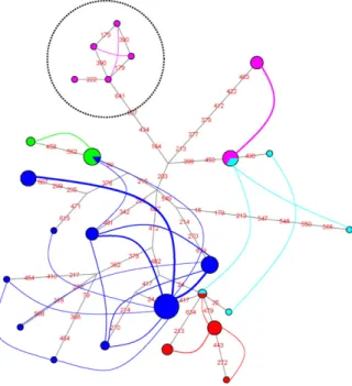 Fig. 4. Network of calmodulin haplotypes (dark blue: P. damicor- damicor-nis; pink: P