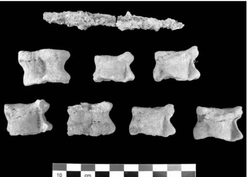 Fig. 9: Grave 214: Red vitreous residues stuck on bones.