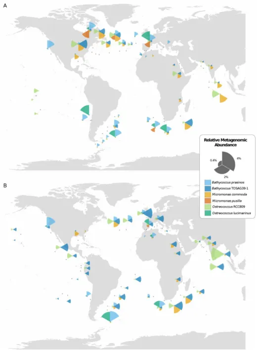 Figure 1. Geographical distribution of the six Mamiellales genomes in Tara Oceans stations from (A)  surface and (B) deep-chlorophyll maximum (DCM) waters, as inferred from the relative abundance  of recruited metagenomic reads