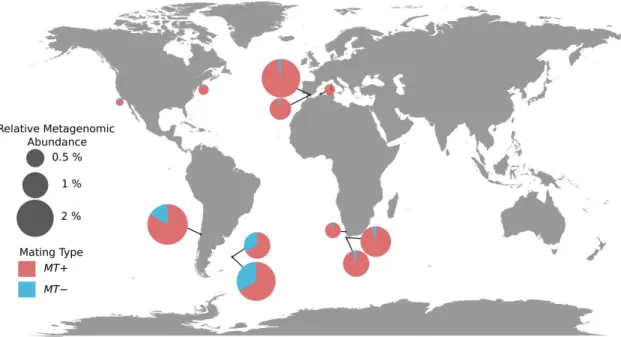 Figure 4.  Geographical distribution of the two mating types of Ostreococcus  lucimarinus  in  Tara  Oceans stations