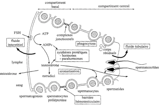 Figure 4 : Schéma représentatif des différentes fonctions des cellules de Sertoli   (Dadoune et  Demoulin, 2001)