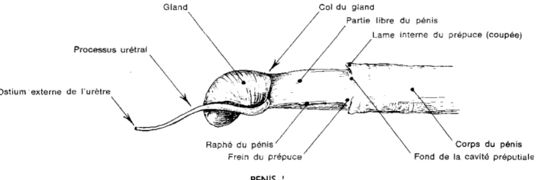 Figure 6: Extrémité libre du pénis du bouc (Barone, 1978). 