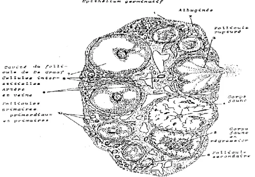 Figure 5 : Structure de l’ovaire (Drion et al, 1993). 
