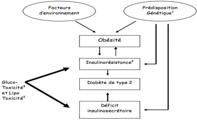 Figure 2 : Physiopathologies du diabète type 2 (Benmansour, 2014) 