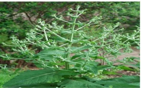 Figure 05 : Plante de Salvia hispanica (Cahill, 2004). 