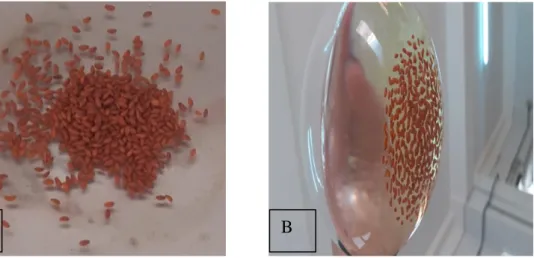 Figure 07 : (A) Les graines de cresson alénois, (B) les graines de cresson bouilli dans l’eau        