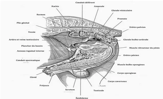 Figure 01 : Dessin du tractus reproductif de l'étalon vue en coupe sagittale (MC. 