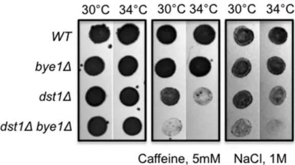 Figure 5. Bye1 and TFIIS exhibit a synthetic growth defect in response to high concentrations of NaCl and caffeine.