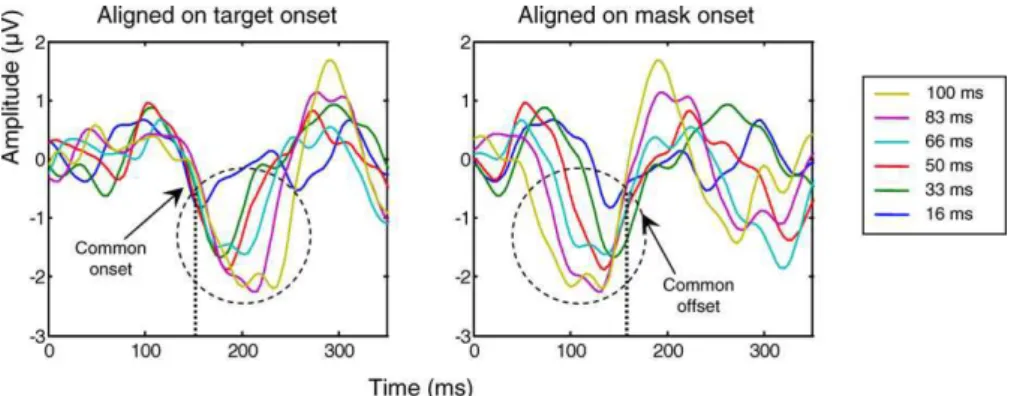 Figure 6. Sudden Onset of a Nonlinear Variation of Evoked Activity with SOA