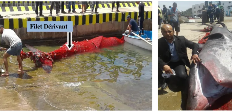 Fig 14 : Requin pèlerin (Cetorhinus maximus) de 6 m  Pêché accidentellement par un Filet  d’un dérivant Petit Métier immatriculé (MG) au niveau du port de Sidi Lakhdar 