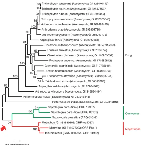 Figure 7 Evidence of horizontal gene transfer between viruses and eukaryotes related to oomycetes