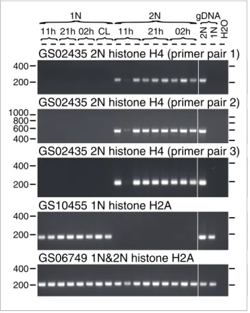 Figure S10 in Additional data file 1), with minor differences in the 3' UTR (not shown)