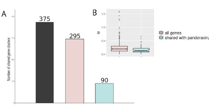 Fig 7. Comparison of the mollivirus and pandoravirus core gene contents. (A) The distribution of 505 