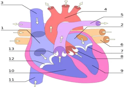 Figure I.1 : schéma du cœur. 