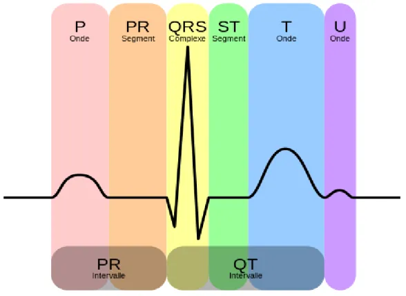 Figure I.5 : Représentation d’un ECG. 