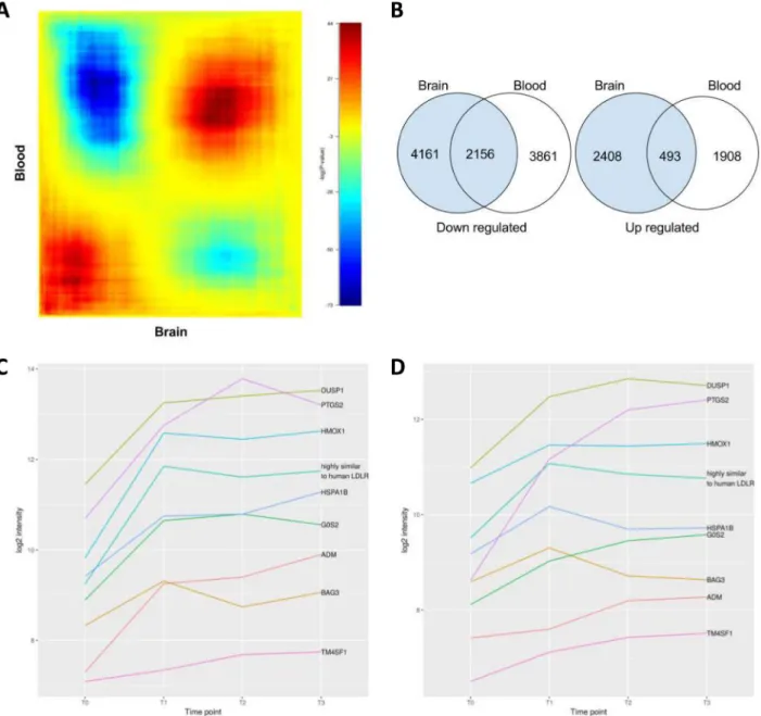 Figure 6. Overlaps of expressed genes in the brain and blood. (A) Heatmap of all possible overlaps of brain differentially expressed genes and blood differentially expressed genes (step size of 10,000).The log10-transformed hypergeometric P-values are indi