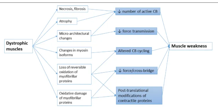 FIGURE 1 | Schematic representation of the main mechanisms leading to muscle weakness in MDs