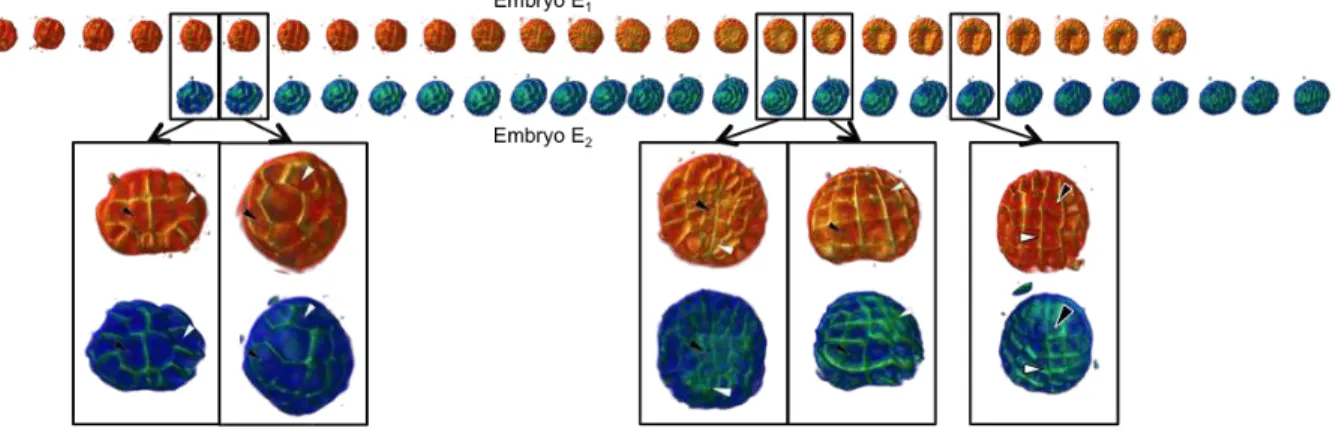 Fig. 5. Spatio-temporal registration of two time-series of embryo. Enlarged renderings indicate the registered times {(t i H ˆ , t ′ j ˆ