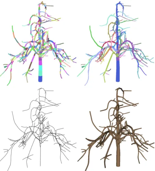 Figure 7: Reconstruction result of melgueil. Top: Segmentation and branch detection result