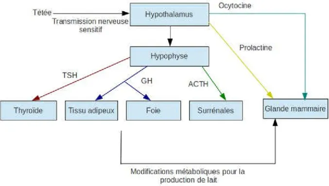 Figure  N°1  :  La  régulation  nerveuse  et  hormonale  de  l’éjection  de  lait  d’après                                 (Charron1986)