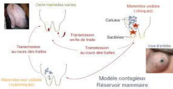 Figure 07  :   Réservoirs et transmission des S. aureus ( Renée 2012). 