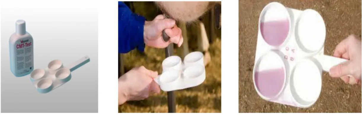 Figure 08 : Méthodes de CMT pour détecter la infection mammaire dans un quartier    (Anses