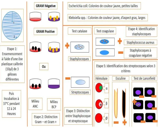 Figure 11 : « Méthode simplifié » d’identification des germes responsables de mammites 