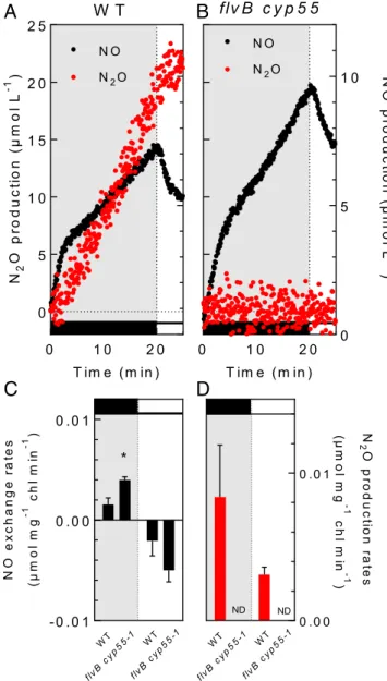 Fig. 4. N 2 O production by FLVs and CYP55 in the absence of external NO supply. NO and N 2 O gas exchange were measured during a dark to light transient after injection of 10 mM NO 2 − to a final concentration at t = 0.