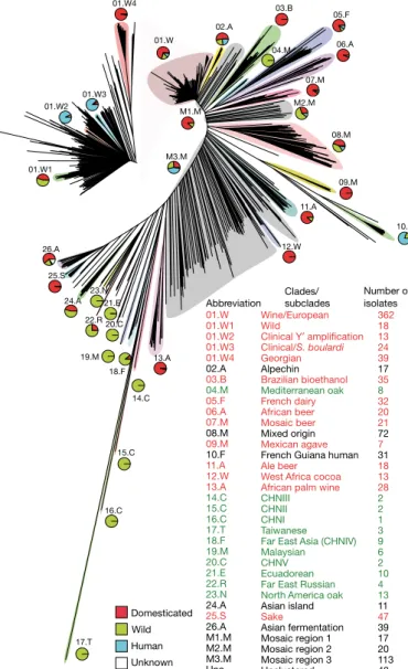 Fig. 2 | Chinese origin of S. cerevisiae. Maximum-likelihood rooted  tree of the Saccharomyces complex, based on the alignment of 2,018  concatenated conserved genes