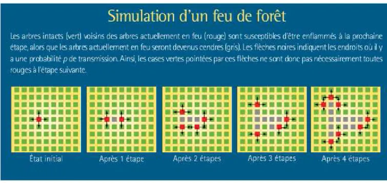 Fig. 3.3 - Quatre tapes successives d’un feu