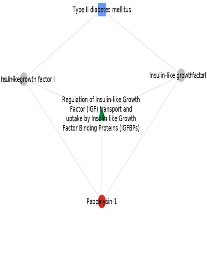 Figure 2. Pathway (in green) and proteins (grey circles) linking PAPP-A (red circle) to diabetes (blue  square)