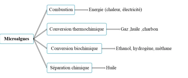 Figure 1 : Les quatre principaux processus de valorisation énergétique de la biomasse de  microalgues 