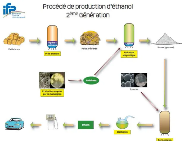 Figure 4 :  procède de production d’éthanol 2eme génération (http://biotech.spip.ac- (http://biotech.spip.ac-rouen.fr/IMG/pdf/Biocarburants.pdf) 